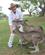 972 Kaenguruerne Kan Fodres Bonorong Sanctary Hobart Tasmanien Australien Anne Vibeke Rejser IMG 5961