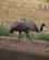 980 Emu Bonorong Sanctary Hobart Tasmanien Australien Anne Vibeke Rejser DSC04717