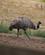 980 Emu Bonorong Sanctary Hobart Tasmanien Australien Anne Vibeke Rejser DSC04717