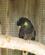 984 Gulhalet Ravnekakadue Bonorong Sanctary Hobart Tasmanien Australien Anne Vibeke Rejser IMG 5988
