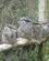 985 Australsk Froemund Bonorong Sanctary Hobart Tasmanien Australien Anne Vibeke Rejser IMG 5933