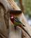 987 Rosella Parakit Bonorong Sanctary Hobart Tasmanien Australien Anne Vibeke Rejser DSC04762