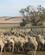 991 Faareavl Curringa Farm Tasmanien Australien Anne Vibeke Rejser IMG 6000