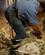993 Klipning Af Faar Curringa Farm Tasmanien Australien Anne Vibeke Rejser DSC04774