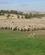 994 Hyedehunden Famler Faarene Curringa Farm Tasmanien Australien Anne Vibeke Rejser IMG 6004
