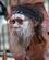 1025 Aboriginere Slaar Rytme Med Pinde Sydney Australien Anne Vibeke Rejser DSC04810