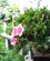 1164 Blomst I Bonsaitrae Den Kinesiske Have Sydney Australien Anne Vibeke Rejser IMG 6320