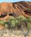 1260 Vandring Ved Uluru Ayers Rock Australien Anne Vibeke Rejser IMG 6450