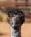 1325 Blandt Dyrene Ses Emu Camels Australia Stuarts Well Australien Anne Vibeke Rejser DSC05017