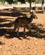 1326 Kaenguru Camels Australia Stuarts Well Australien Anne Vibeke Rejser IMG 6500