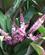 1342 Eksotiske Blomster Cairns Botaniske Have Cairns Australien Anne Vibeke Rejser IMG 6699