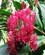 1346 Roed Ingefaer Cairns Botaniske Have Cairns Australien Anne Vibeke Rejser IMG 6700