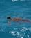 1434 Havskildpadde Michaelmas Cay Great Barrier Reef Cairns Australien Anne Vibeke Rejser DSC05433