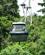 1464 Med Skyrail Rainforest Cableway I Traehoejde Skyrail Rainforest Cableway Kuranda Cairns Australien Anne Vibeke Rejser IMG 6732