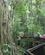 1510 Gardin Figentrae I Mabi Forest Cairns Australien Anne Vibeke Rejser IMG 6828