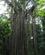 1511 Roedderne Haenger Som Et Gardin Ned Fra Figentraeet Mabi Forest Cairns Australien Anne Vibeke Rejser IMG 6830