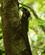 1522 Oegle Boyds Kanthovedagame Mabi Forest Cairns Australien Anne Vibeke Rejser DSC05595