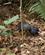 1525 Den Sjaeldne Krat Kalkun Mabi Forest Cairns Australien Anne Vibeke Rejser DSC05574