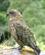 111 Kea En Endemisk Fugl I New Zealand Anne Vibeke Rejser DSC00873