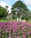 208 Blomsterhav Albert Park Auckland New Zealand Anne Vibeke Rejser IMG 4896