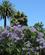 424 Jacaranda Trae Napier New Zealand Anne Vibeke Rejser IMG 5087