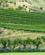 454 Vinmarker Church Road Wineyard Napier New Zealand Anne Vibeke Rejser IMG 5134