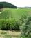 468 Vinmarkermission Estate Wineyard Napier New Zealand Anne Vibeke Rejser IMG 5136