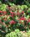 522 Blomstrende Juletrae (Christmastree) Paa Mt. Victoria Wellington New Zealand Anne Vibeke Rejser IMG 5157