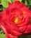 728 Floribunds Rose Christchurch New Zealand Anne Vibeke Rejser IMG 5327