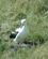 1422 Albatros Paa Unge Otago Peninsula Zew Zealand Anne Vibeke Rejser DSC01146