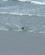 1440 Soeloeve Paa Jagt Efter Pingviner Otago Peninsula Zew Zealand Anne Vibeke Rejser DSC01123
