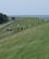 312 Marskfaar Graesser Paa Diget Föhr Nordfrisiske Oeer Slesvig Holsten Tyskland Anne Vibeke Rejser IMG 1747
