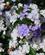204 Brunfelsia Latifolia Hotel Alpha Sant'agnello Sorrento Italien Anne Vibeke Rejserimg 1287