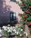 221 Hvide Og Roede Roser I Midterrabatten Viale Dei Pini Saint'agnello Sorrento Italien Anne Vibeke Rejser IMG 1282