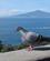 223 Klippedue Tigger Saint'agnello Sorrento Italien Anne Vibeke Rejser IMG 1354