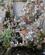 632 Krybbespil Amalfi Italien Anne Vibeke Rejser IMG 1592