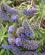 550 Flere Spaendende Blomster Nelson New Zealand Anne Vibeke Rejser PICT0451