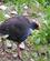 1262 Pukeko Kiwi Og Birdlife Park I Queenstown New Zealand Anne Vibeke Rejserpict0403