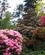 1272 Rododendron Queenstown Gardens New Zealand Anne Vibeke Rejser PICT0429