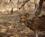 400 Sikahjort Ranthambore N.P. Indien Anne Vibeke Rejser DSC05260