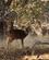 425 Sikahjort Ranthambore N.P. Indien Anne Vibeke Rejser DSC05199