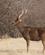 426 Sambahjort Ranthambore N.P. Indien Anne Vibeke Rejser DSC05209