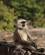 428 Langurabe Ranthambore N.P. Indien Anne Vibeke Rejser DSC05245