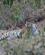 440 Bengalsk Tiger Ranthambore N.P. Indien Anne Vibeke Rejser DSC05307