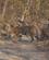 470 Bengalsk Tiger Set Af Keld Skovsen Ranthambore N.P. Indien Anne Vibeke Rejser DSC 0652