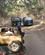 420 Safari I Ranthambore N.P. Indien Anne Vibeke Rejser IMG 0888 (1)