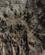 132 Hulebjoern Fels Grotte Schelklingen Achtal Schwabiske Alp Tyskland Anne Vibeke Rejser IMG 2057