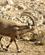 310 Ibis Makhtesh Ramon Mizpe Ramon Negev Israel Anne Vibeke Rejser PICT0100