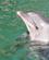 660 Svoemme Med Delfiner Dolfin Reef Eilat Israel Anne Vibeke Rejser PICT0076