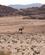 453 Blandt Dyrene Ses Nubisk Stenbuk Eilat Israel Anne Vibeke Rejser PICT0222